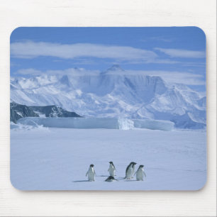Mousepad Pinguins-de-adélia, Pygoscelis adeliae),
