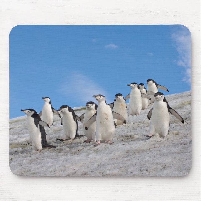 Mousepad Pinguins-de-barbicha | Pygoscelis Antarctica (Frente)