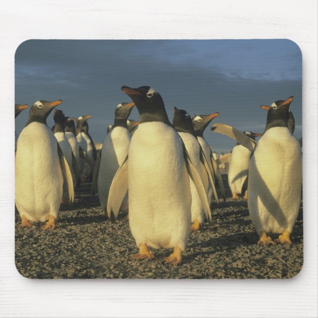 Mousepad Pinguins-de-gentoo, (Pygoscelis papua), Ilhas Falk (Frente)