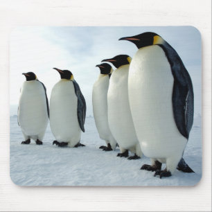 Mousepad Pinguins de imperador alinhados