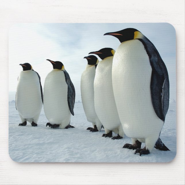 Mousepad Pinguins de imperador alinhados (Frente)