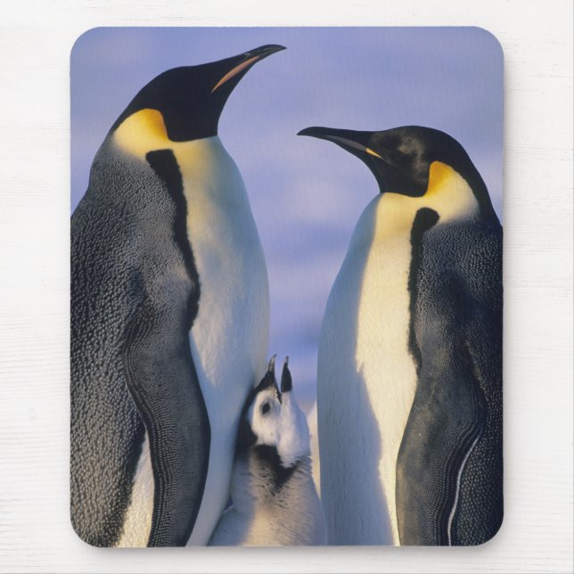 Mousepad Pinguins-imperadores (Aptenodytes forsteri) Adulto (Frente)