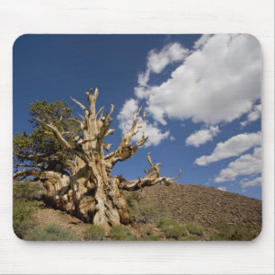 Mousepad Pinheiro Bristlecone na Floresta Antiga Bristlecon