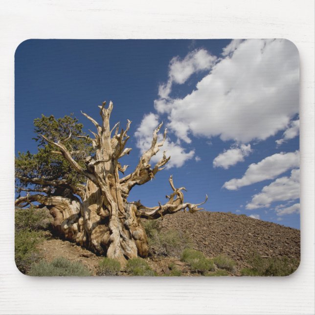 Mousepad Pinheiro Bristlecone na Floresta Antiga Bristlecon (Frente)