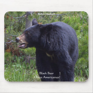 Mousepad Pinho de Urso Preto e Tapete de Rato de Vida Selva