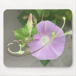 Mousepad Pink Symphony Morning Glory Close-up