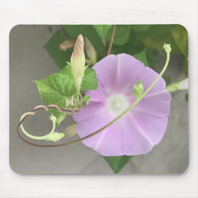 Mousepad Pink Symphony Morning Glory Close-up  (Frente)