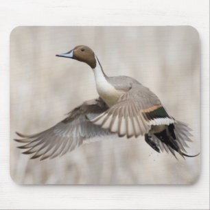 Mousepad Pintail Drake em Voo