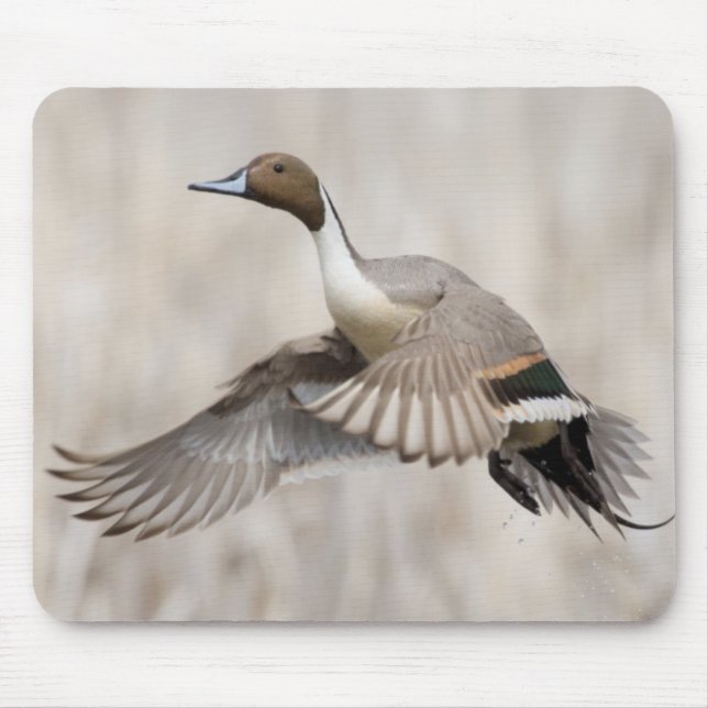 Mousepad Pintail Drake em Voo (Frente)