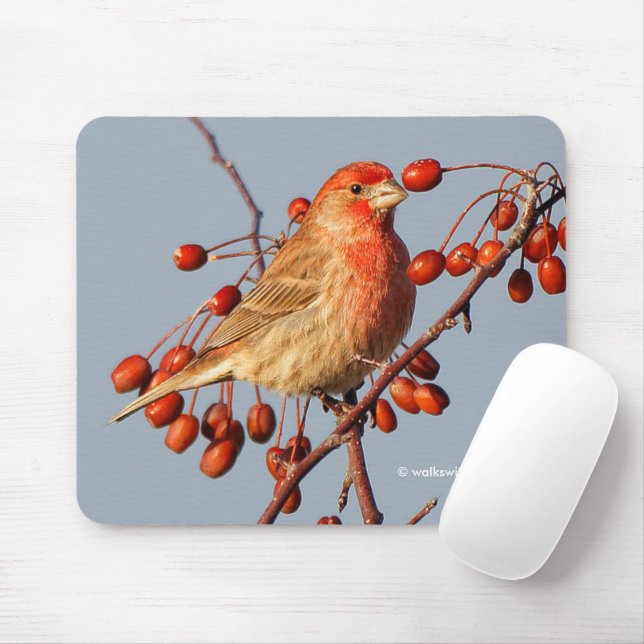 Mousepad Pintassilgo Americano com Frutas de Pilriteiro (Com mouse)