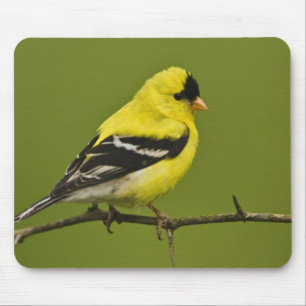 Mousepad Pintassilgo Americano macho em plumagem reprodutiv