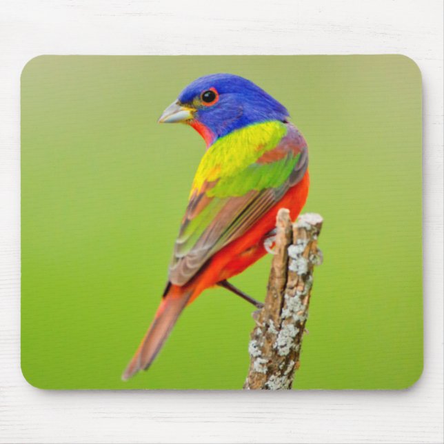 Mousepad Pintassilgo-de-rosto-vermelho (Passerina ciris) Ma (Frente)