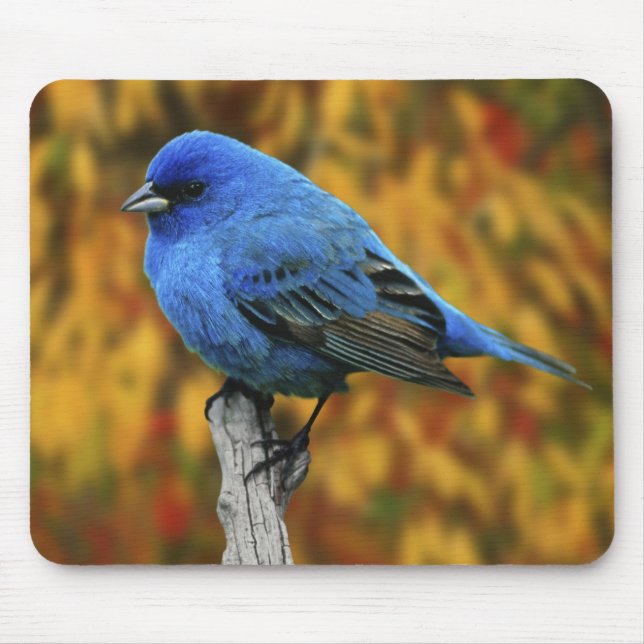 Mousepad Pintassilgo-índigo-macho, Passerina cyanea (Frente)