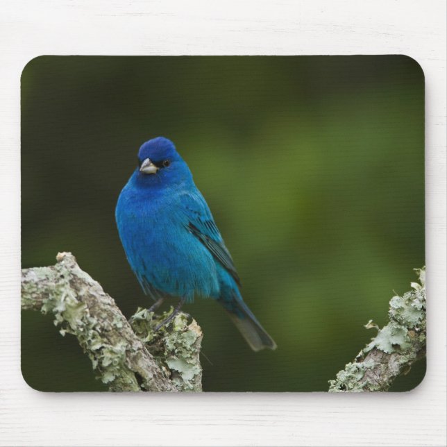 Mousepad Pintassilgo-índigo, Passerina cyanea, Litorâneo (Frente)