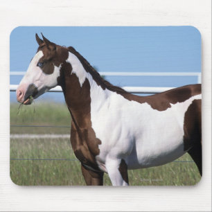 Mousepad Pinte a posição do cavalo