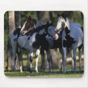 Mousepad Pinte cavalos