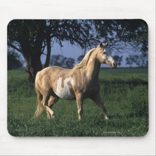 Mousepad Pinte o cavalo que está 2