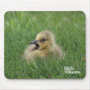 Mousepad Pintinho Canadiano de Ganso
