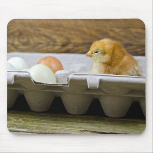 Mousepad Pintinho do bebê com os ovos na caixa