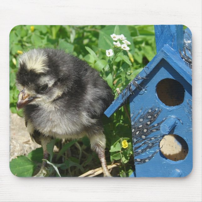 Mousepad Pintinho e Birdhouse de Mídia Mista (Frente)