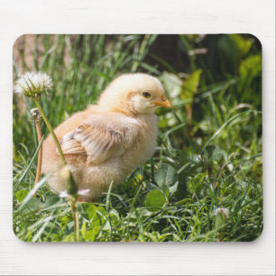 Mousepad pintinho, frango, aves de capoeira