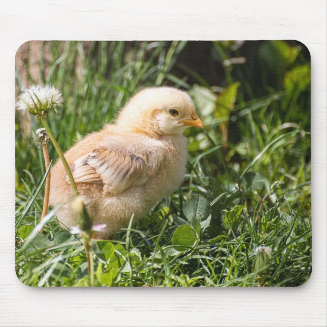 Mousepad pintinho, frango, aves de capoeira (Frente)