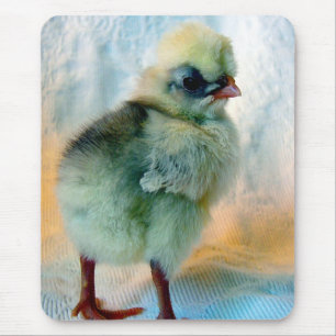Mousepad Pintinho polonês