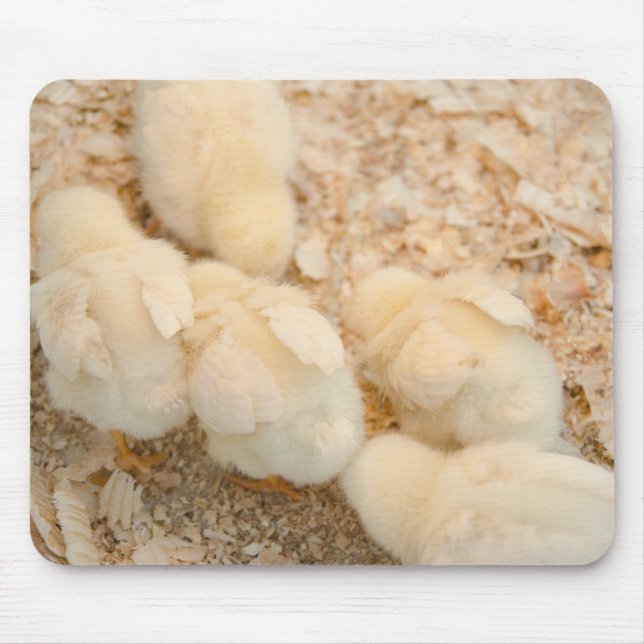 Mousepad pintinhos (Frente)