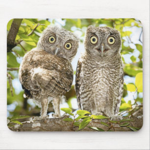 Mousepad Pintinhos 2 das corujas de Screech