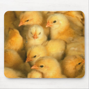 Mousepad Pintinhos do bebê