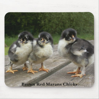 Mousepad Pintinhos vermelhos de Brown Marans