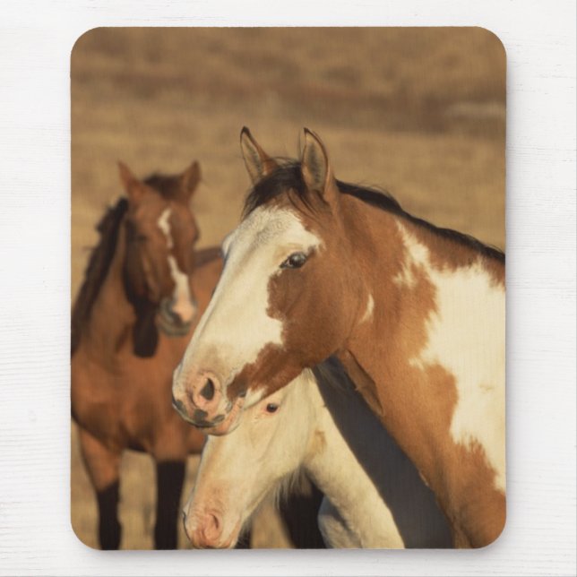 Mousepad Pinto em Herd (Frente)