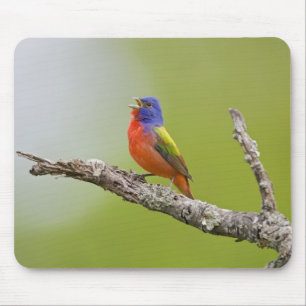 Mousepad Pintor (Passerina ciris) macho cantando