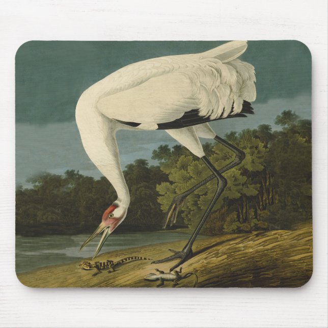 Mousepad Pintura de pássaros Audubon Crane Whoping (Frente)