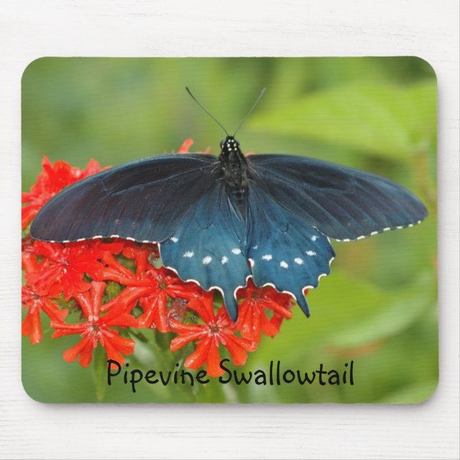 Mousepad Pipevine Swallowtail (Frente)