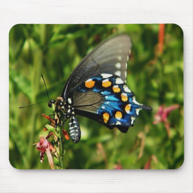 Mousepad Pipevine Swallowtail (Frente)