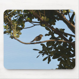 Mousepad Pirilampo-comum