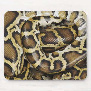 Mousepad Pitão Burmese