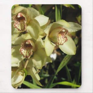 Mousepad Placa bucal das Orquídeas de Cymbidium