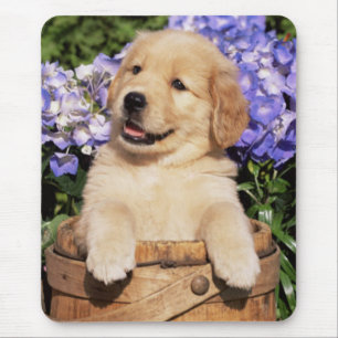 Mousepad Placa de Mouse Cachorro do Ouro Ritmo do Retriever