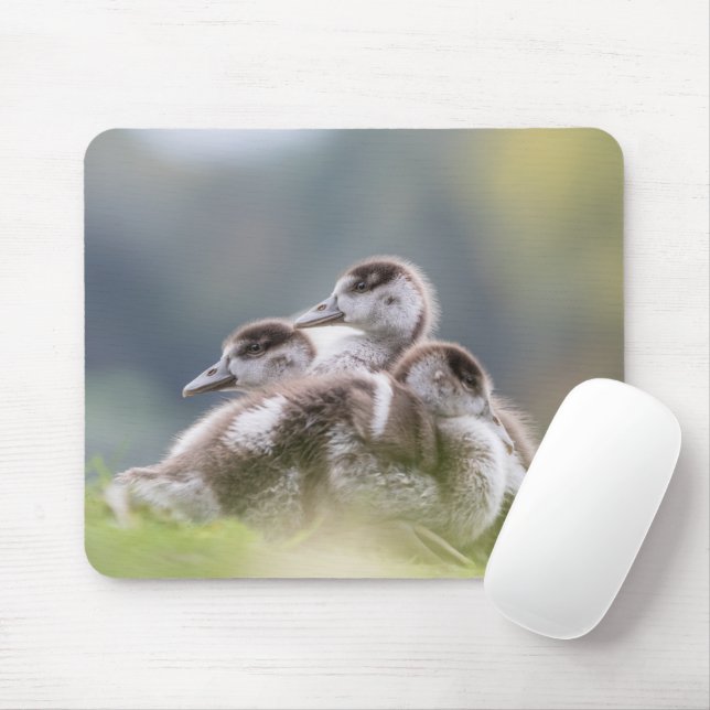 Mousepad Placa do mouse natural de foto do Pintinho de gans (Com mouse)