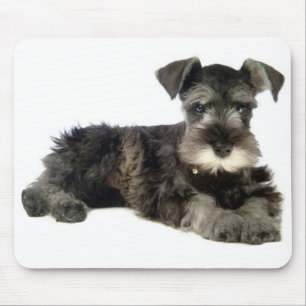 Mousepad Placa Minúscula De Rato De Cachorro Schnauzer De C