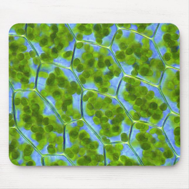 Mousepad Plagiomnium afina pilhas da planta com (Frente)