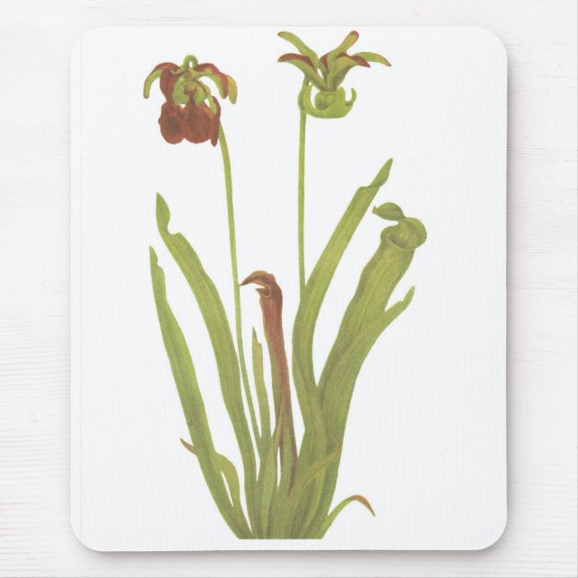Mousepad Planta carnívora - rubra do Sarracenia (Frente)