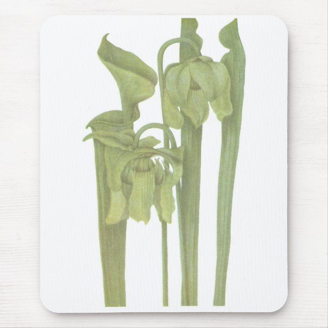 Mousepad Planta Carnívora - Sarracenia flava (Frente)