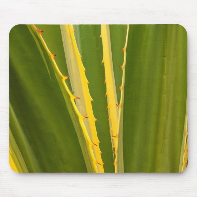 Mousepad Planta de Agave Abstrata (Frente)