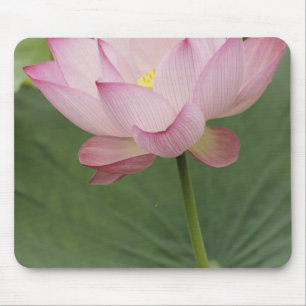 Mousepad Planta de flor de Lótus (Nelumbo nucifera) vista d