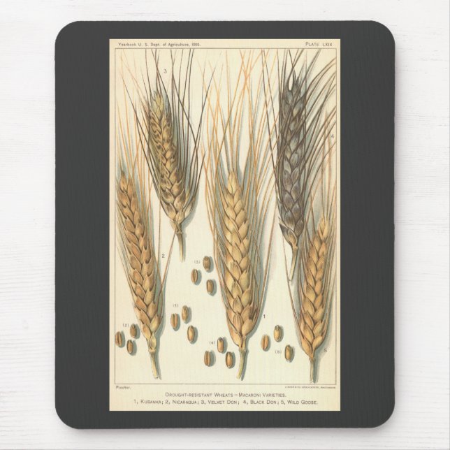 Mousepad Planta de Trigo Resistente à Seca, Agricultura Vin (Frente)