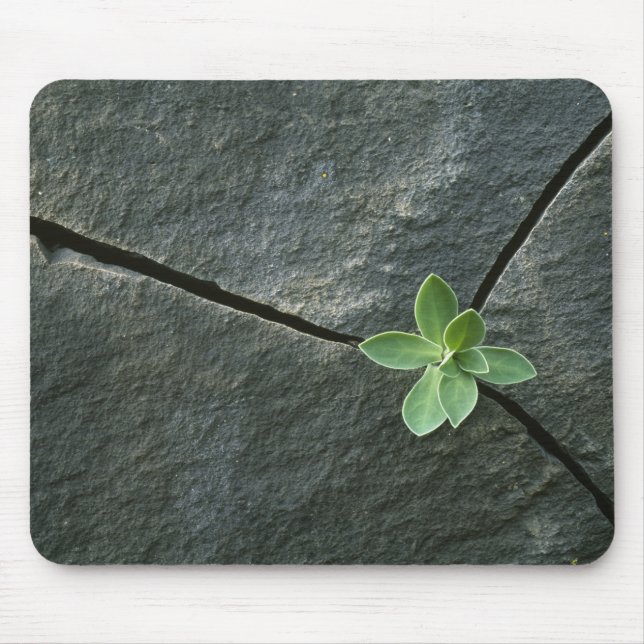 Mousepad Planta que cresce em Boulder rachado (Frente)