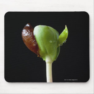 Mousepad Plântulas de Apple com escudo da semente